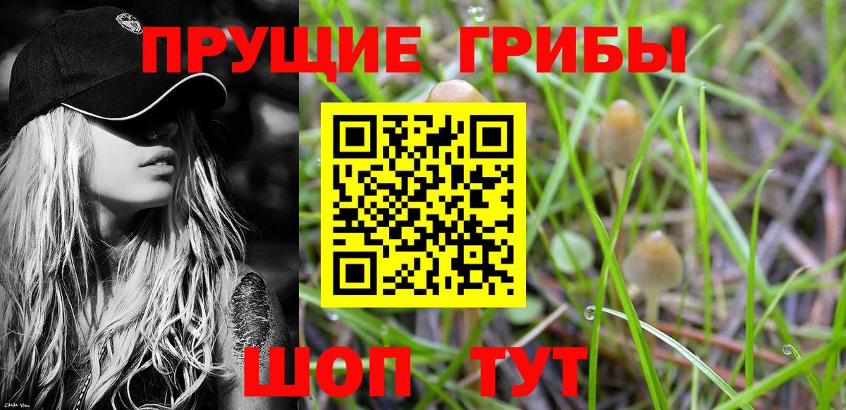 Псилоцибиновые грибы Psilocybe Новошахтинск
